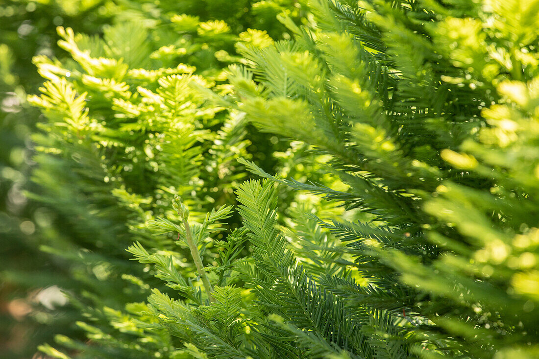 Taxodium distichum 'Peve Minaret'