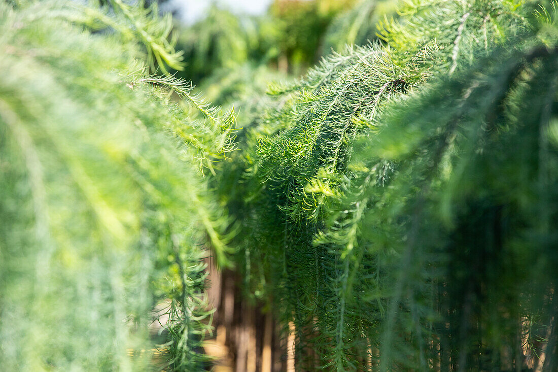 Larix kaempferi 'Stiff Weeper', Stamm