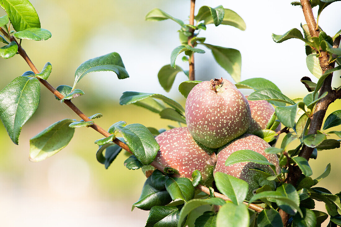 Chaenomeles 'Friesdorfer Typ 205'