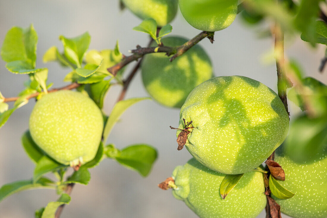 Chaenomeles x superba 'Jet Trail'