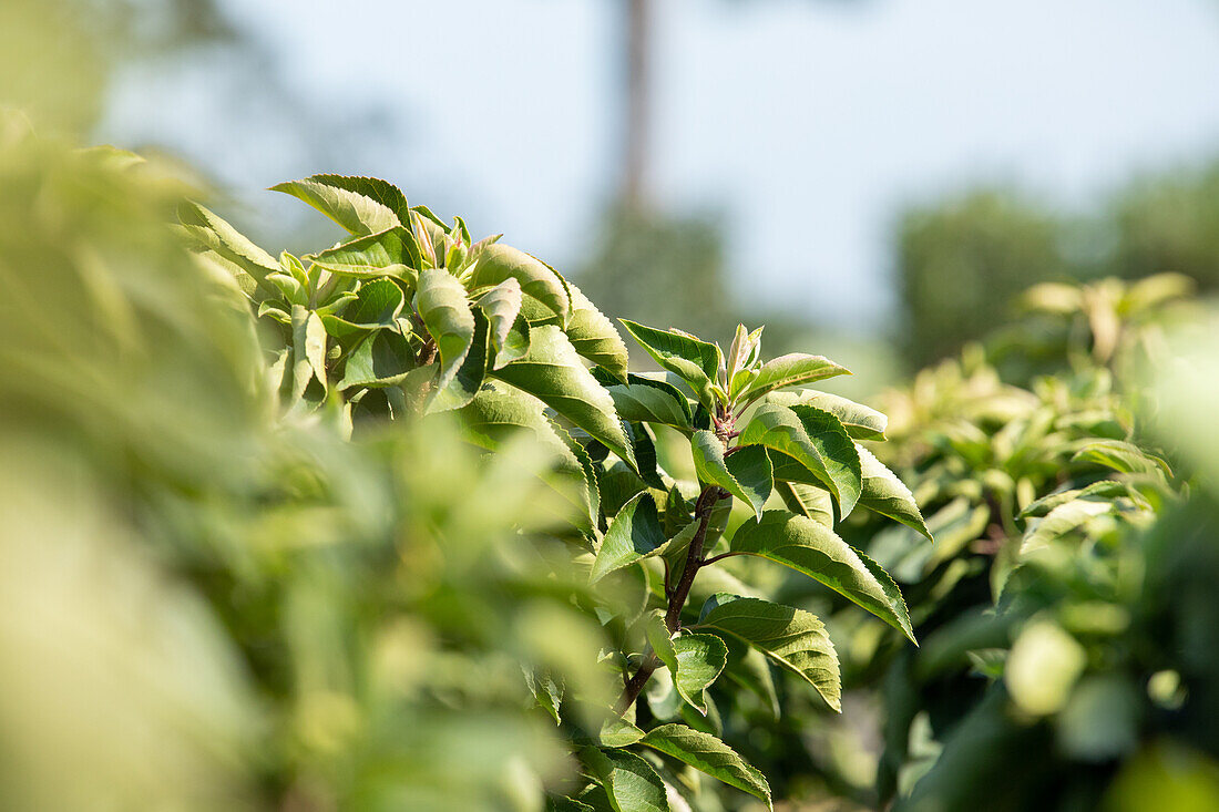 Malus 'Pom Zai'®