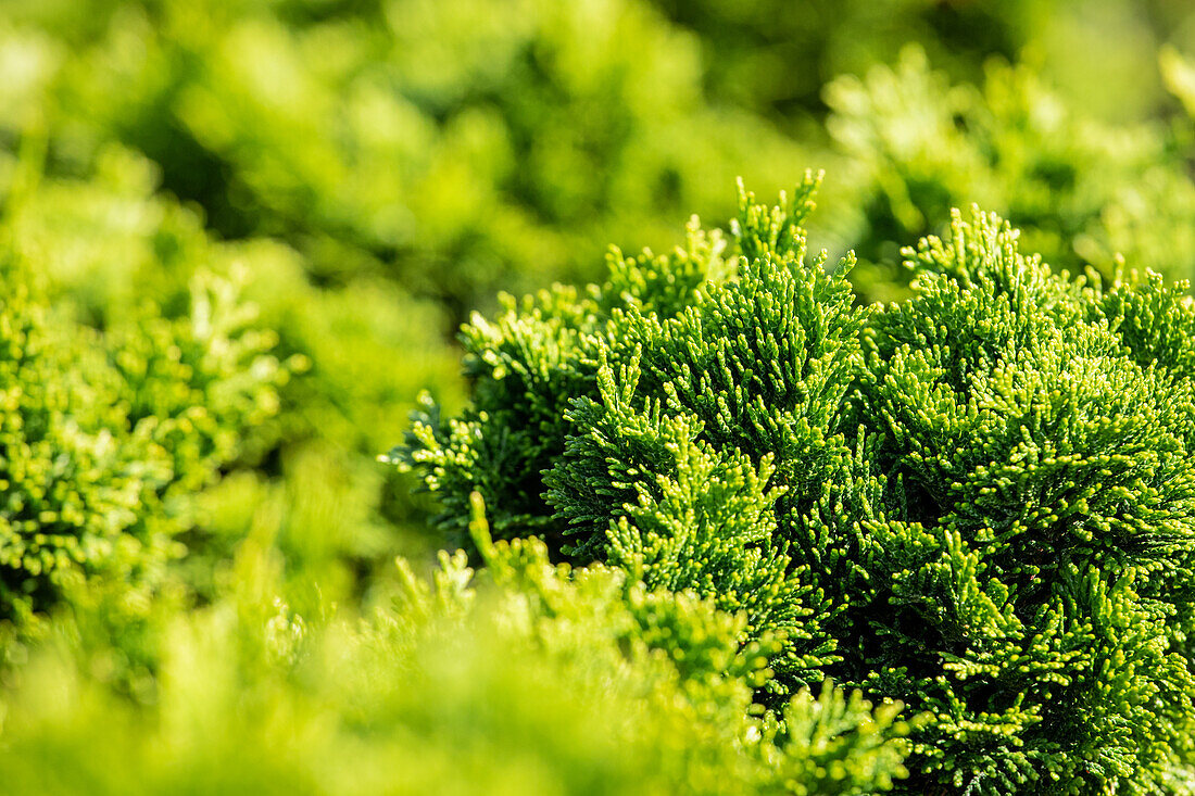 Chamaecyparis obtusa 'Nana Gracilis'