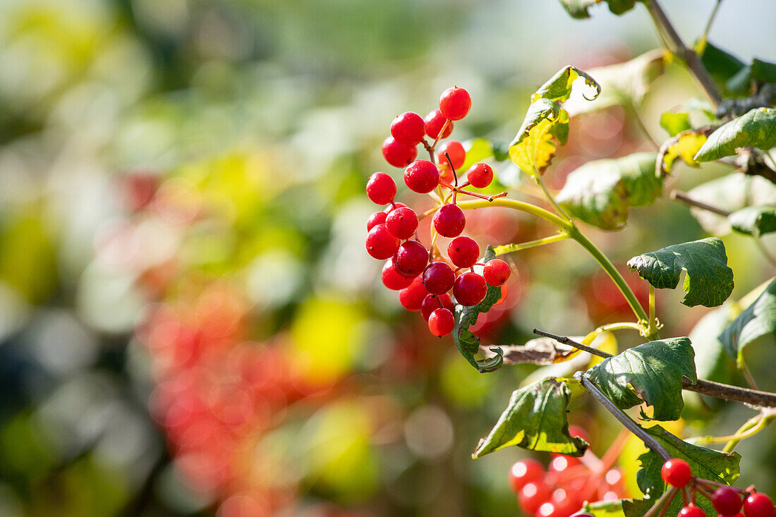 Viburnum opulus 'Compactum'