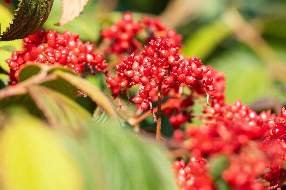 Viburnum plicatum 'Dart's Red Robin'