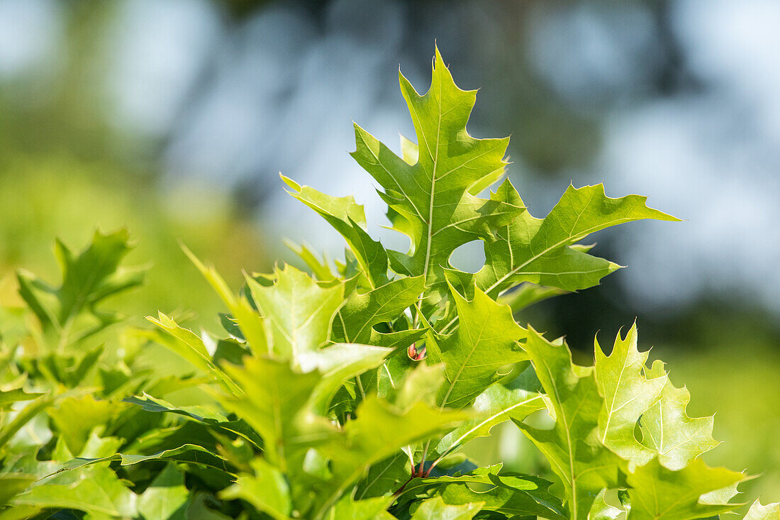 Quercus palustris 'Green Dwarf'