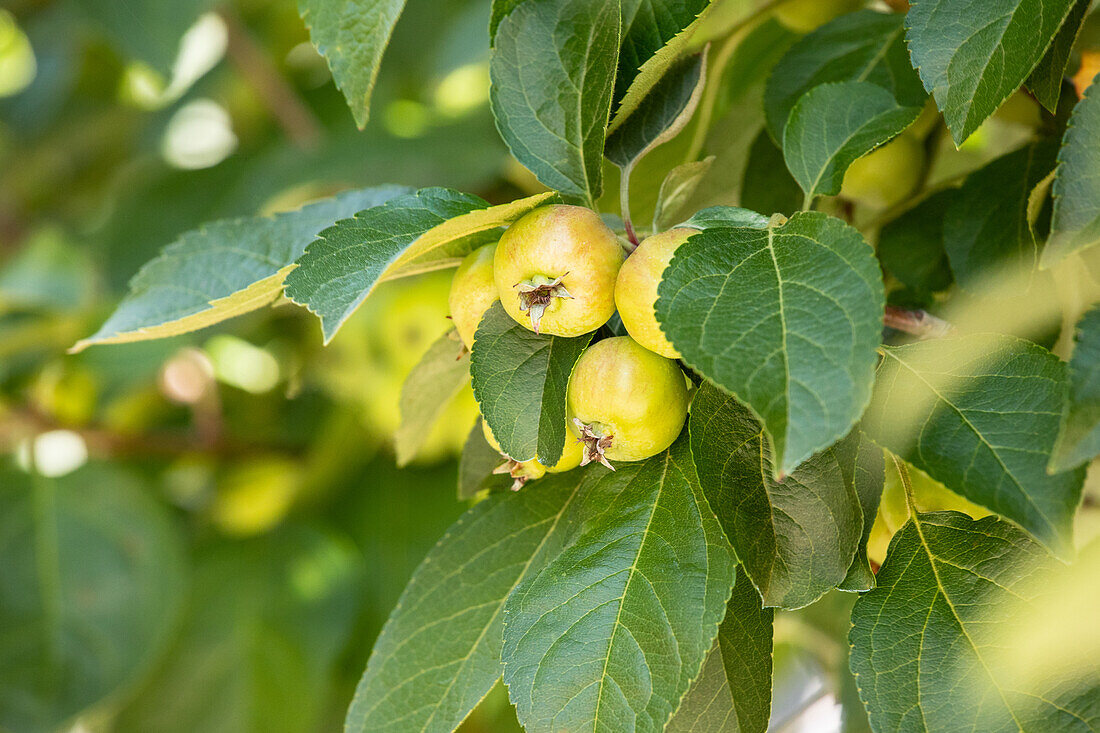 Malus 'Evereste'®