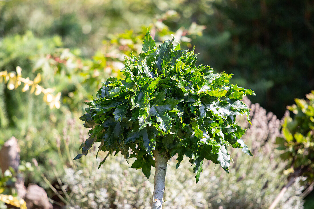 Liquidambar styraciflua