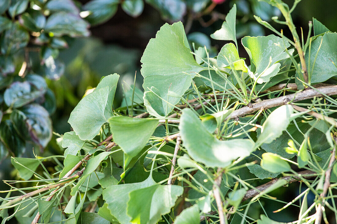 Ginkgo biloba 'Tubifolia'