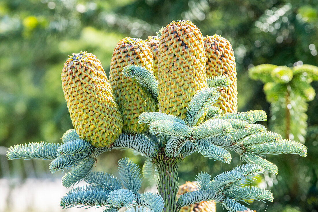 Abies procera 'Glauca'