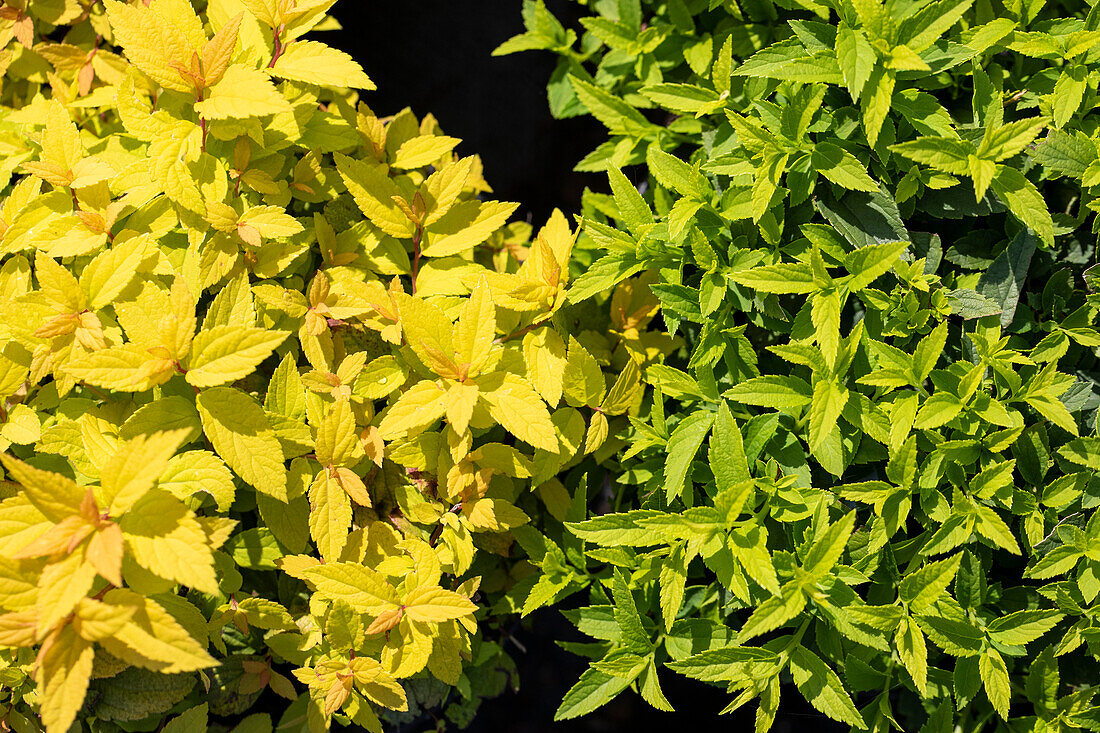 Spiraea japonica 'Goldflame'