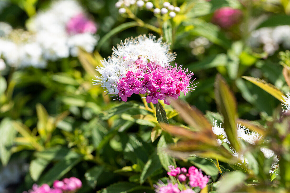 Spiraea japonica 'Shirobana'