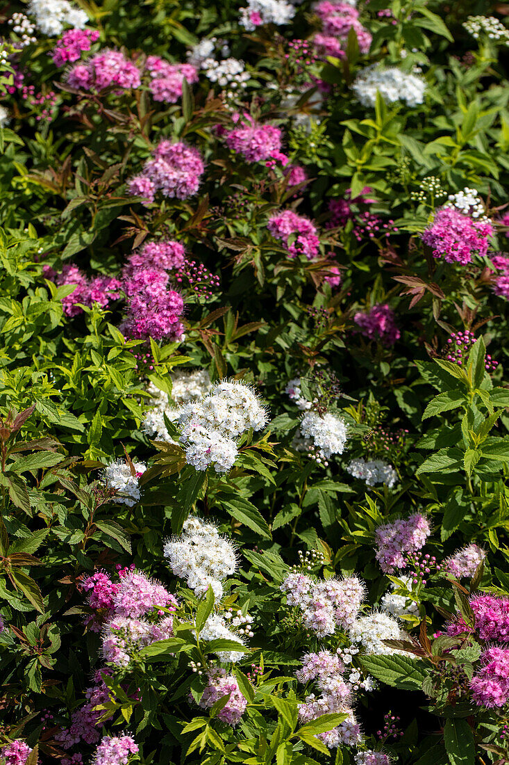 Spiraea japonica 'Shirobana'