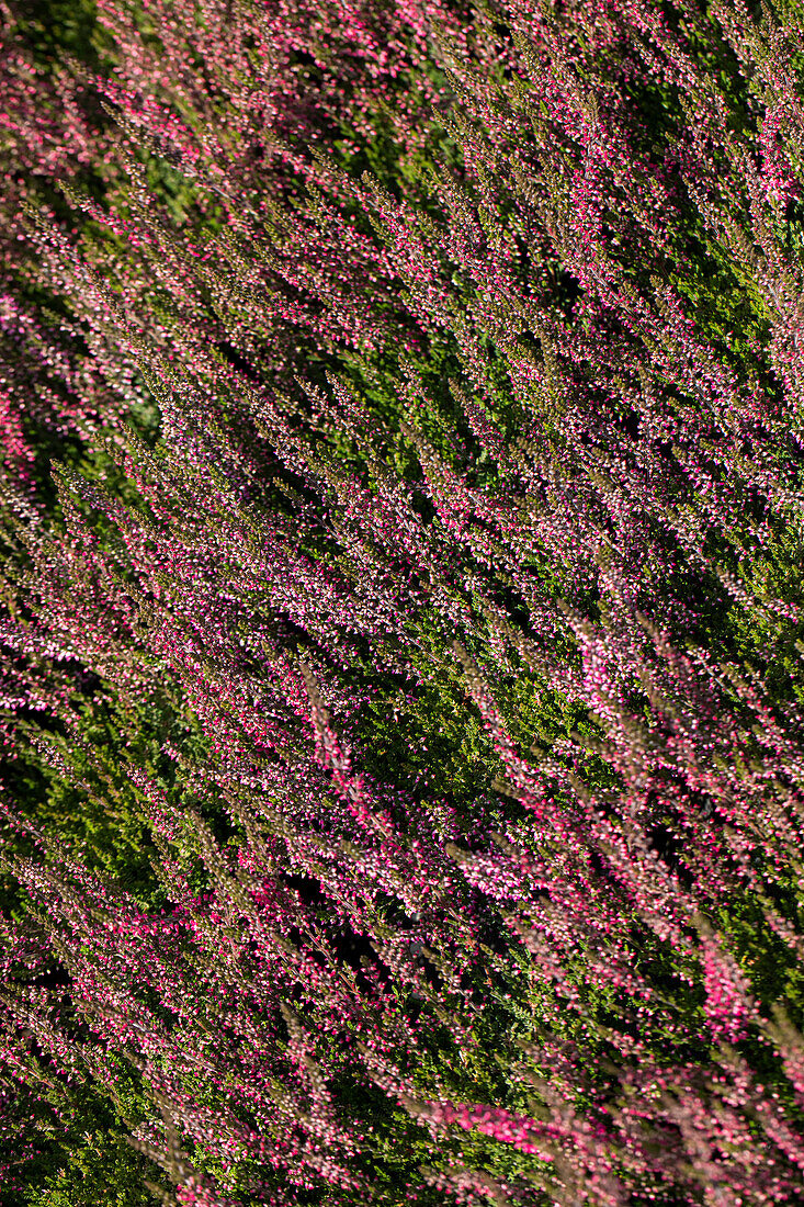 Calluna vulgaris Gardengirls® 'Loki'