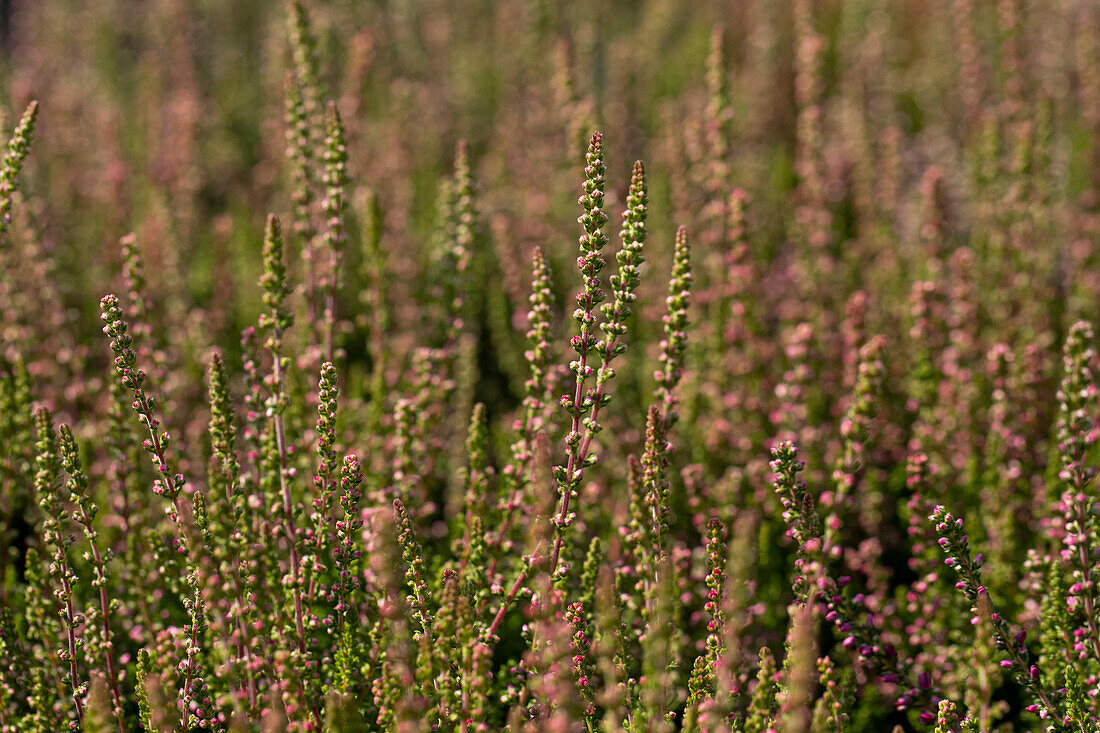 Calluna vulgaris 'Dark Beauty'(s)