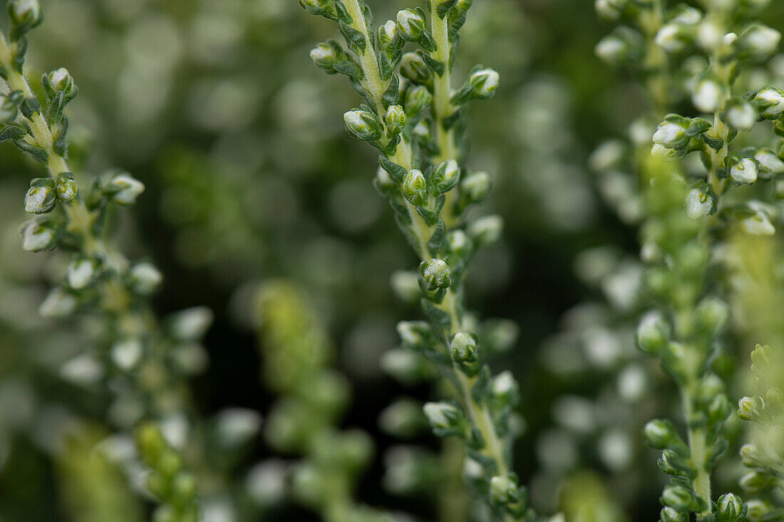 Calluna vulgaris Gardengirls® 'Madonna'(s)