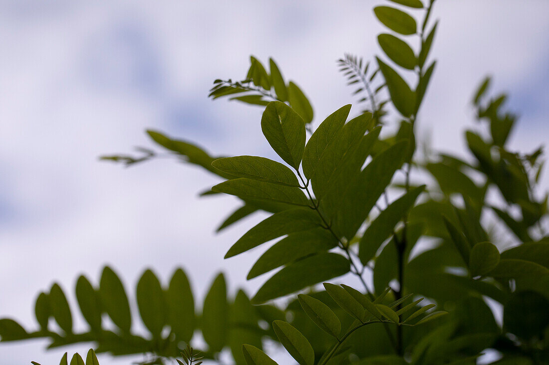 Robinia pseudoacacia 'Umbraculifera'