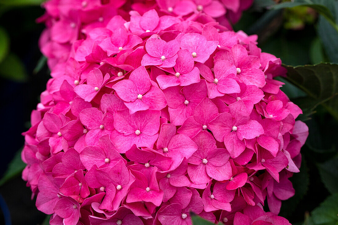 Hydrangea macrophylla, pink disc flowers