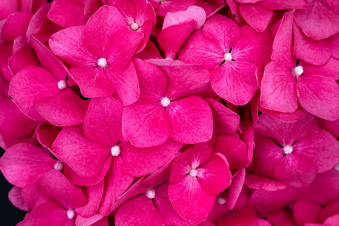 Hydrangea macrophylla, pink-red