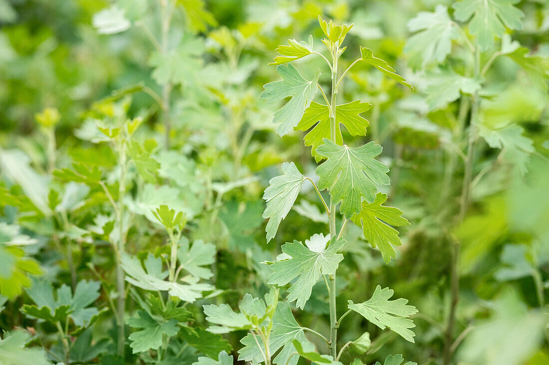 Ribes aureum