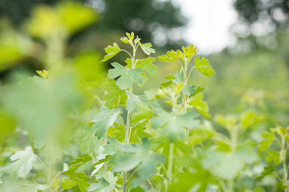 Ribes aureum