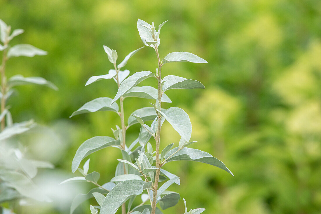 Elaeagnus commutata 'Zempin'