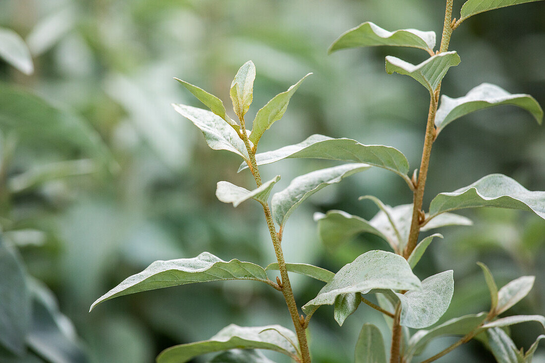 Elaeagnus commutata 'Zempin'