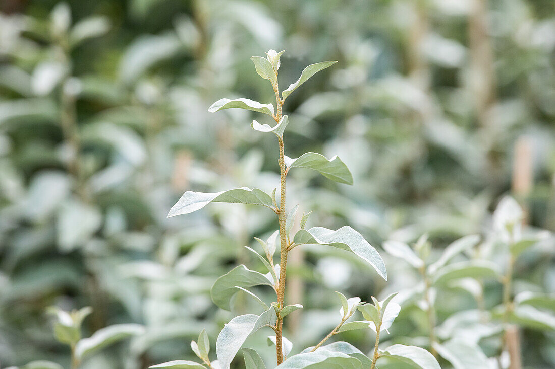 Elaeagnus commutata 'Zempin'