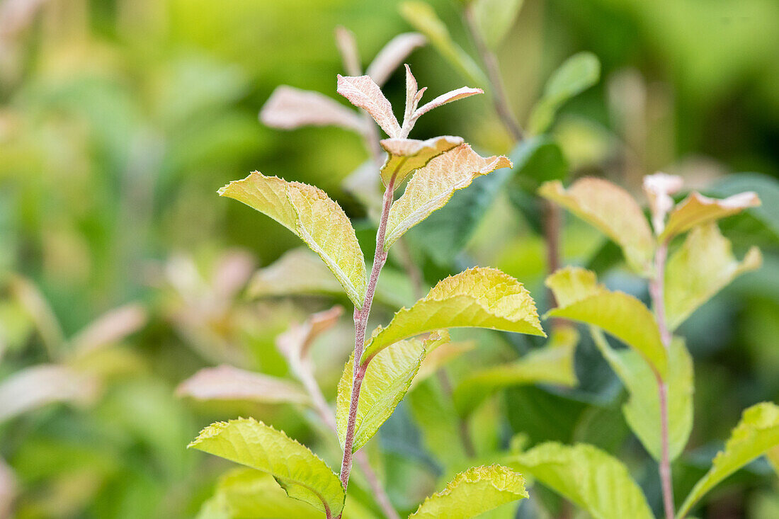 Photinia villosa