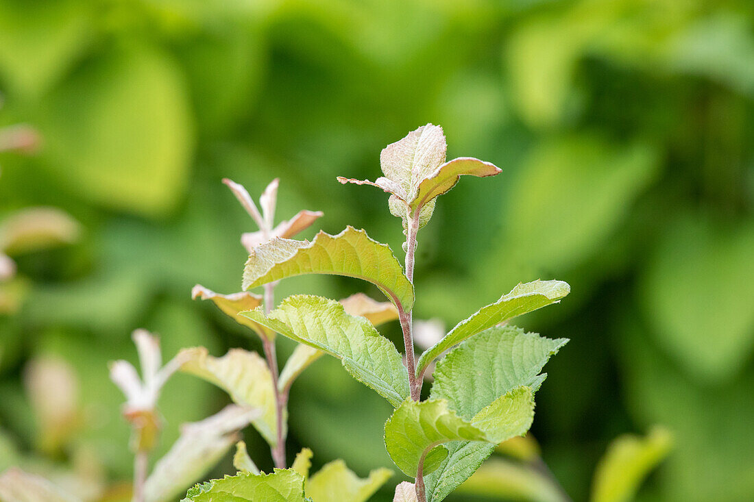 Photinia villosa