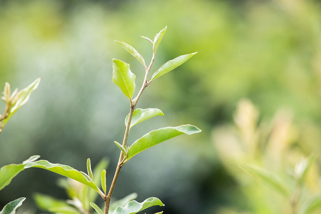 Elaeagnus multiflora 'Edible willow'