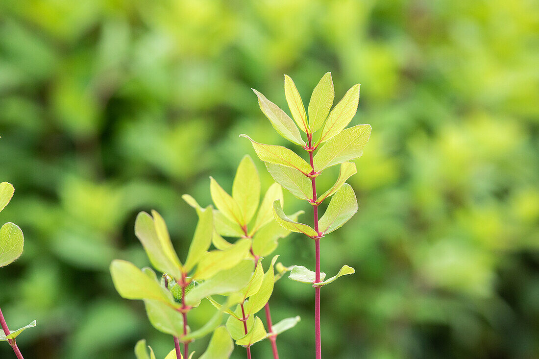 Lonicera caerulea var. kamtschatica