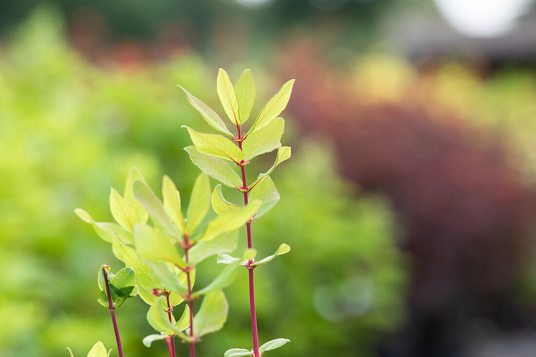 Lonicera caerulea var. kamtschatica