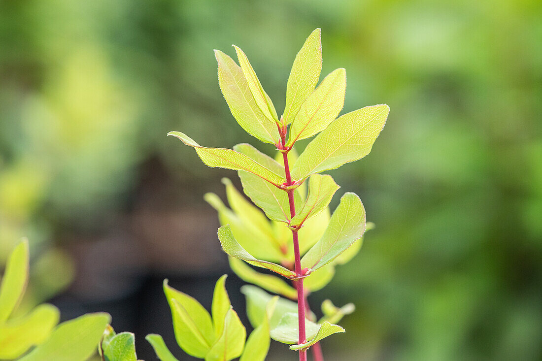 Lonicera caerulea var. kamtschatica