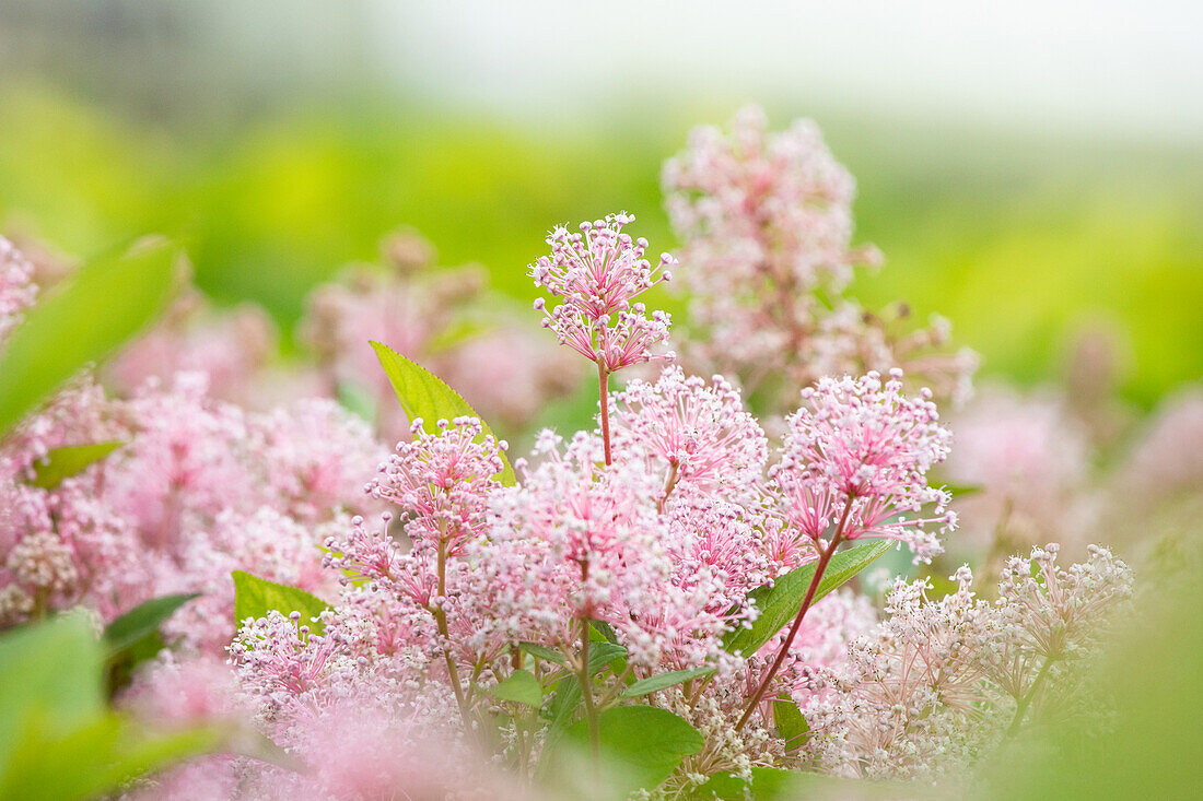 Ceanothus pallidus 'Marie Simon'