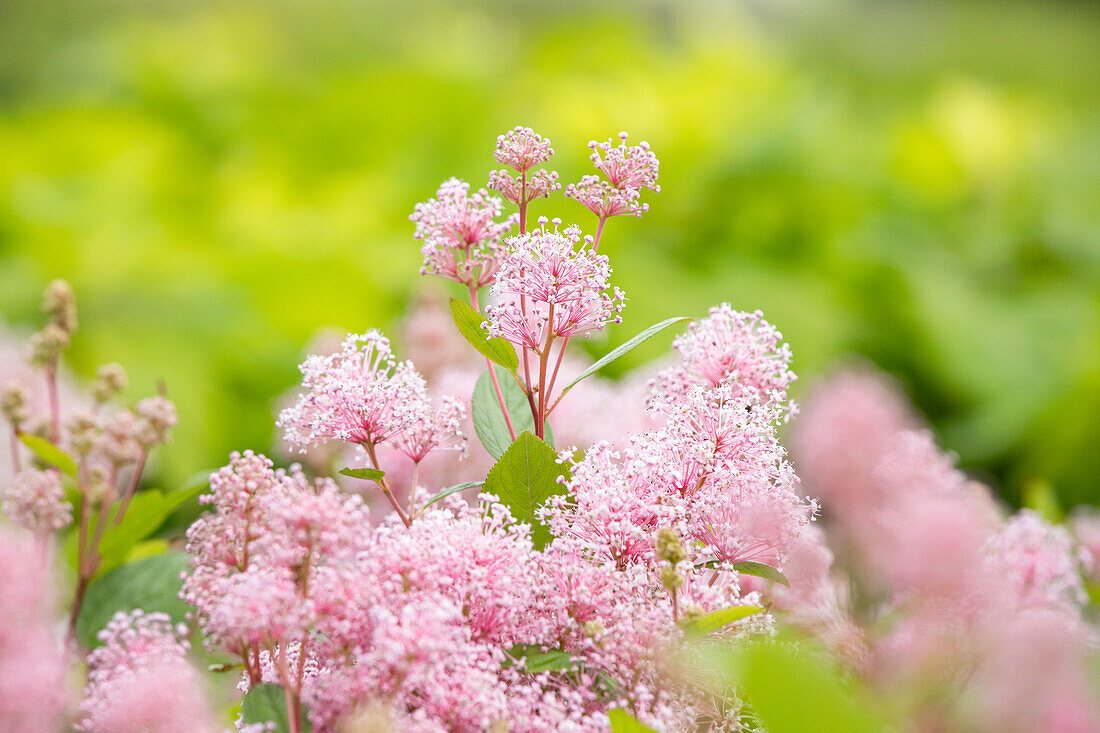 Ceanothus pallidus 'Marie Simon'