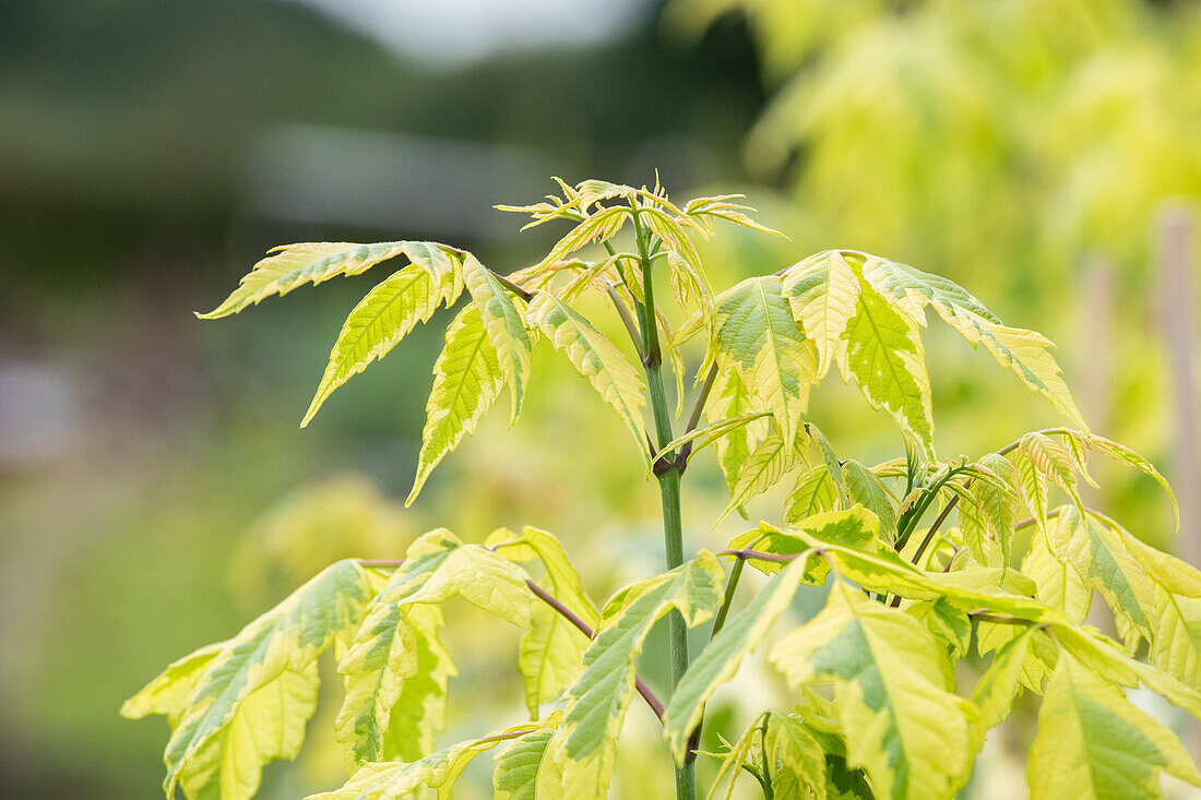 Acer negundo 'Variegatum'