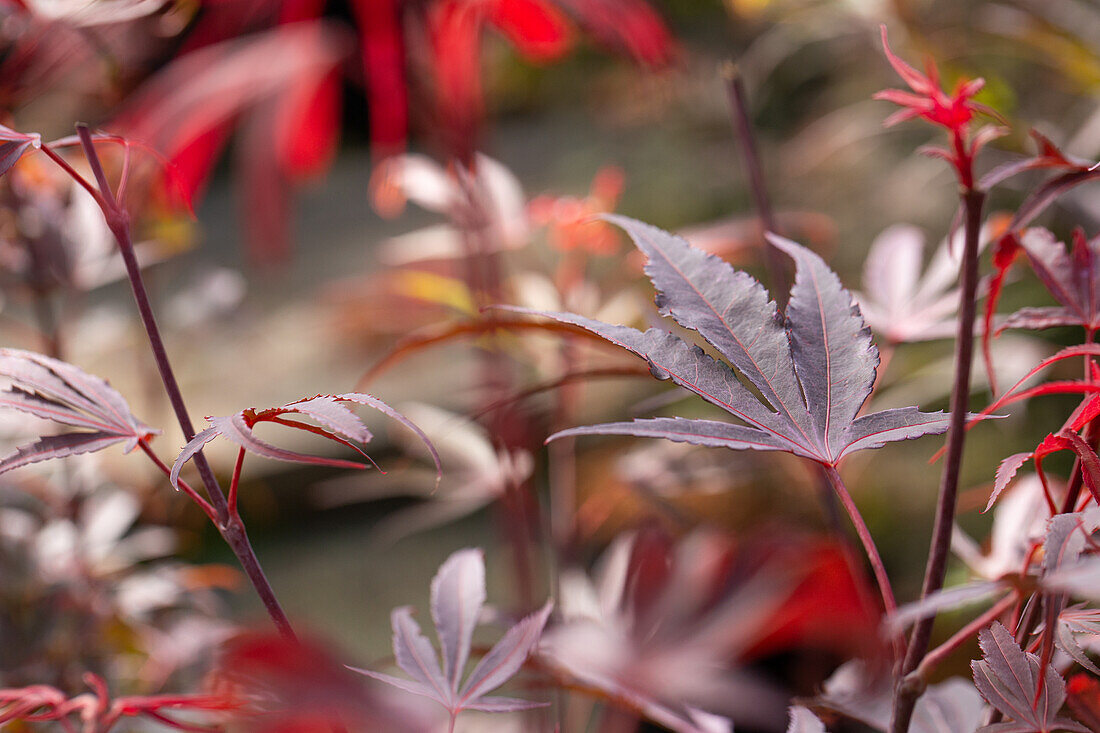 Acer palmatum 'Shaina'