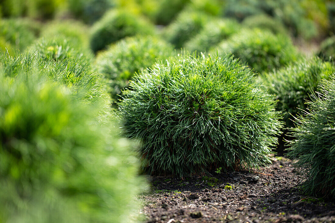 Pinus strobus 'Minima'