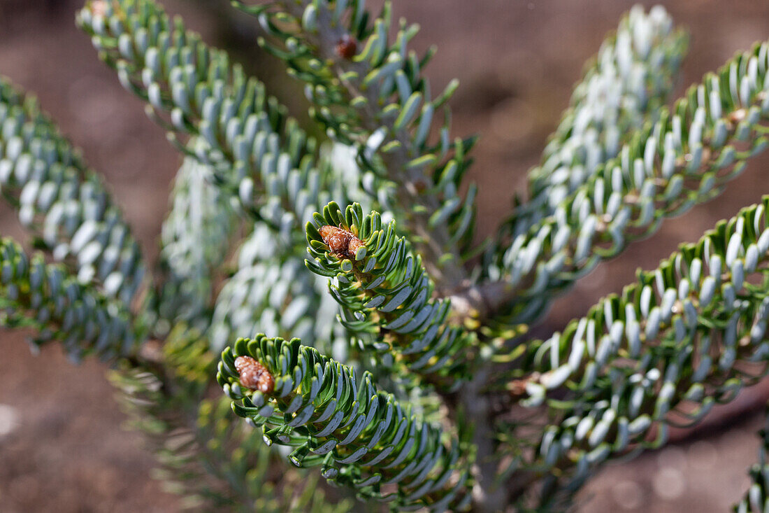 Abies koreana 'Silver Star'