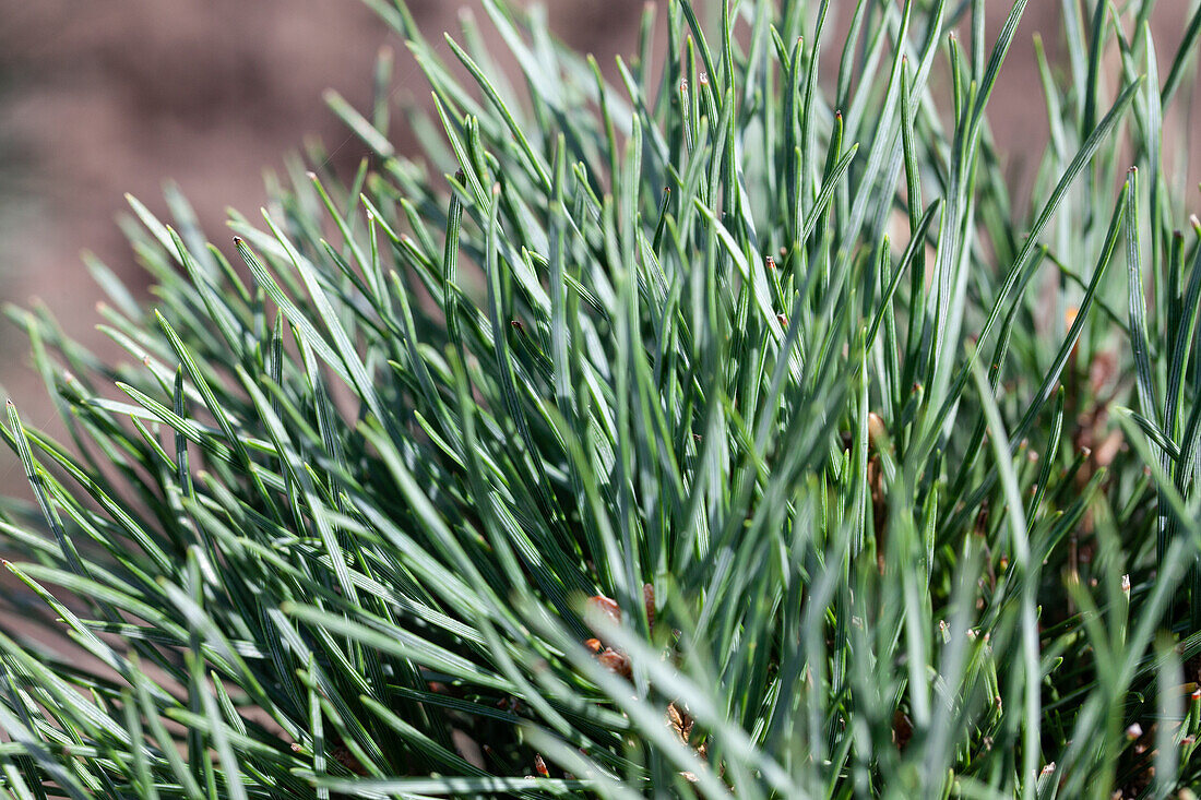 Pinus pumila 'Glauca'