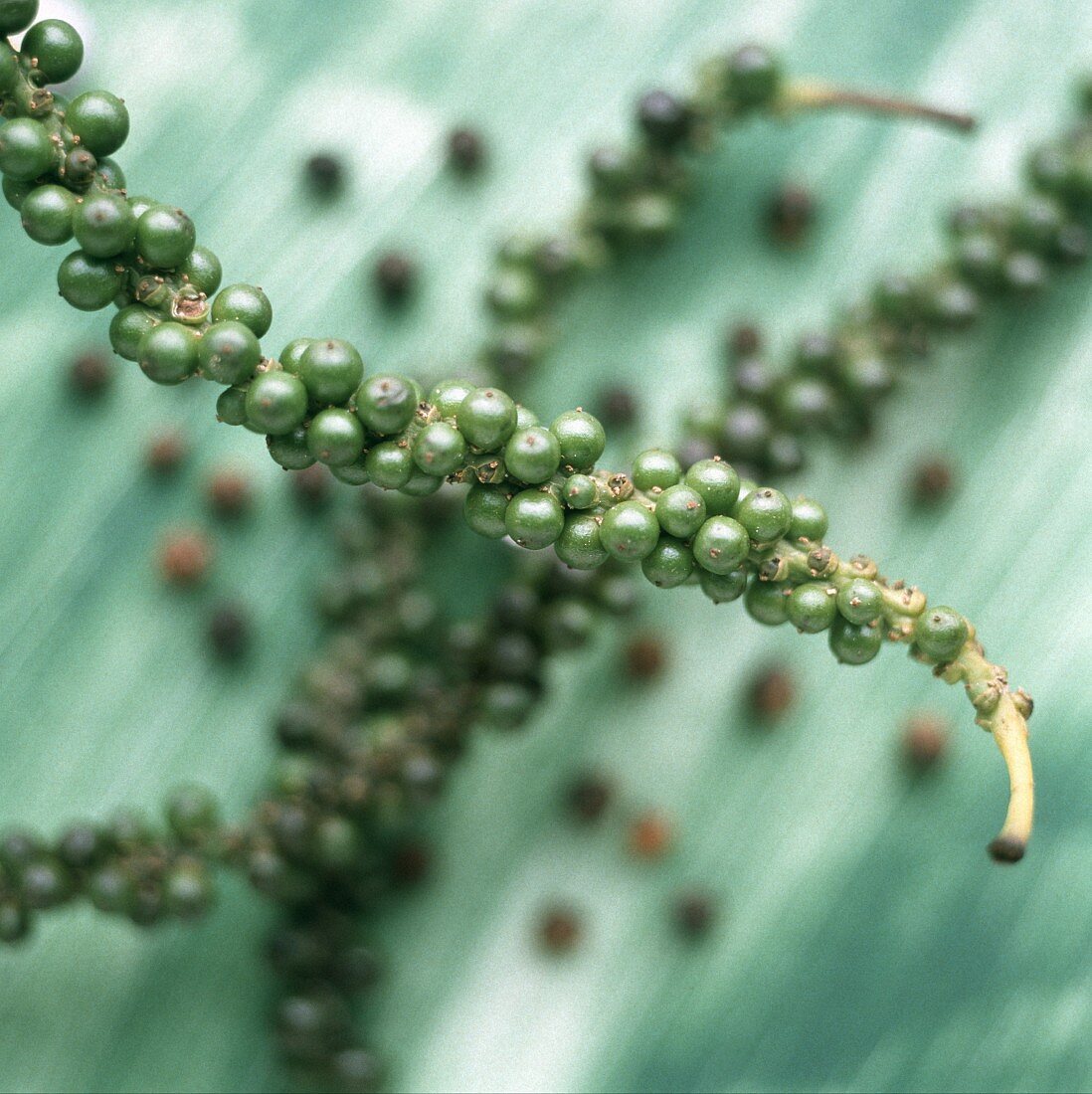 Twig with green peppers on green background