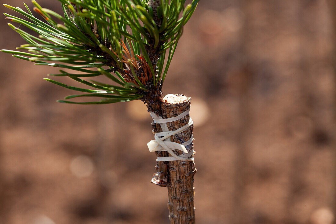 Pinus mugo 'Varella', trunk