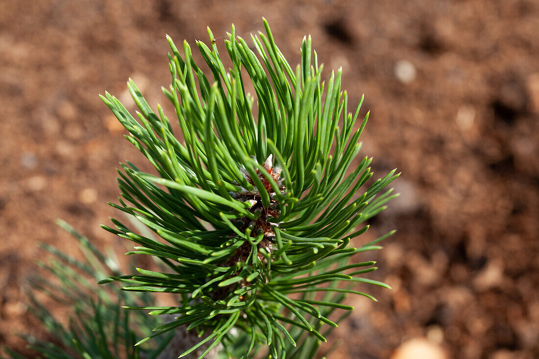 Pinus mugo 'Varella'