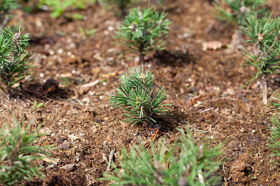 Conifer cuttings