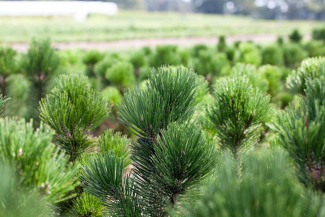 Pinus heldreichii