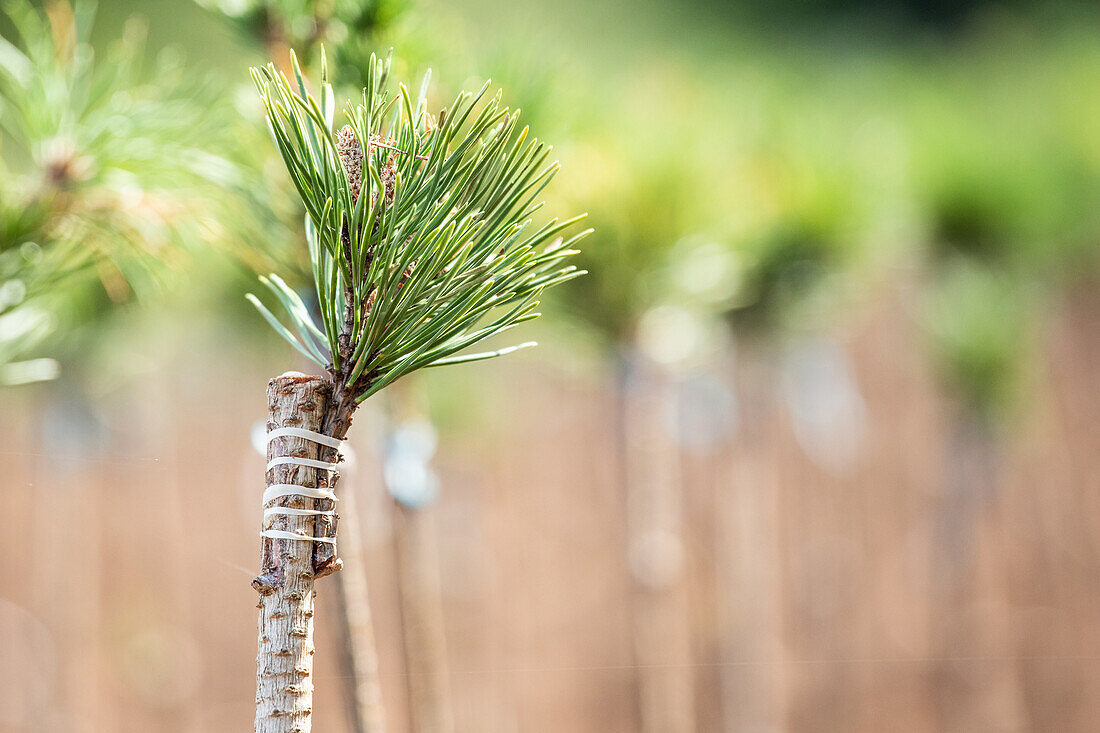 Pinus mugo 'Varella', Stamm