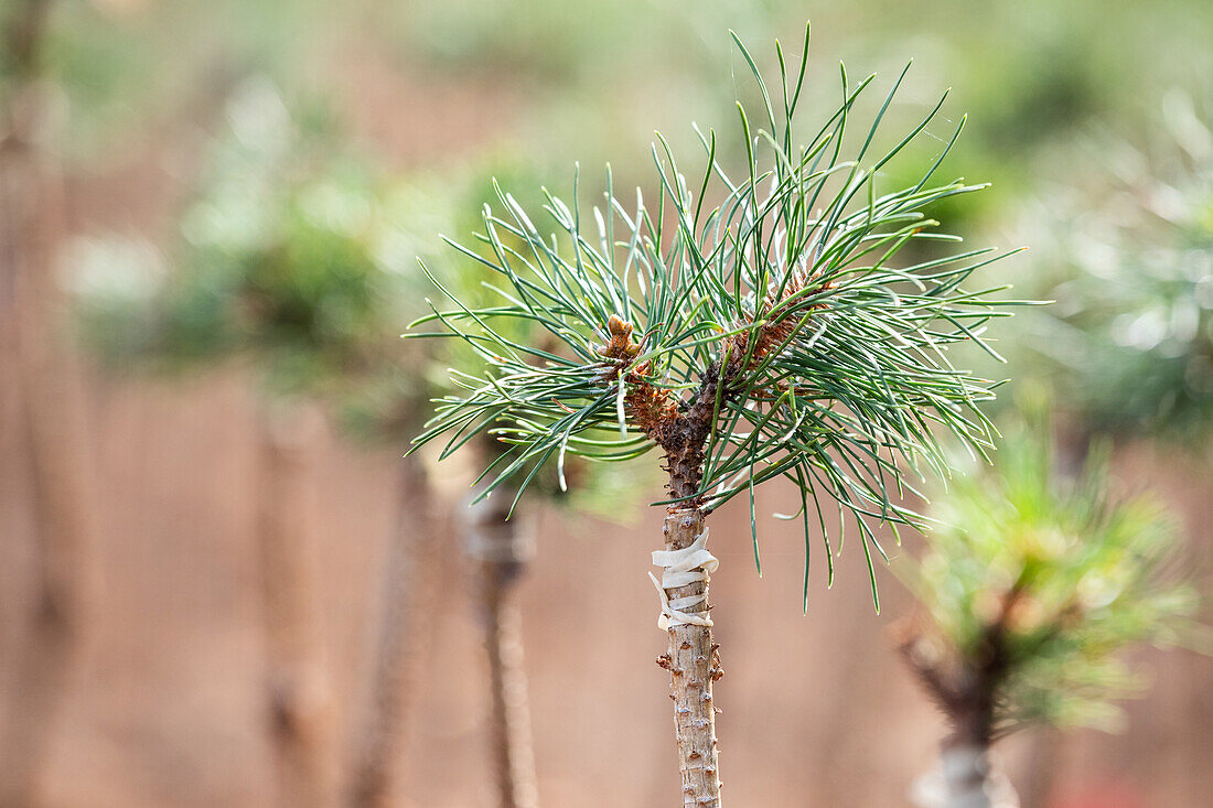 Pinus mugo 'Grüne Welle'