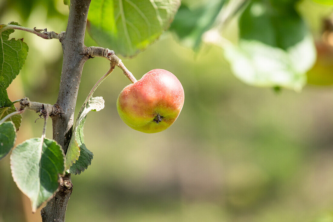 Malus domestica