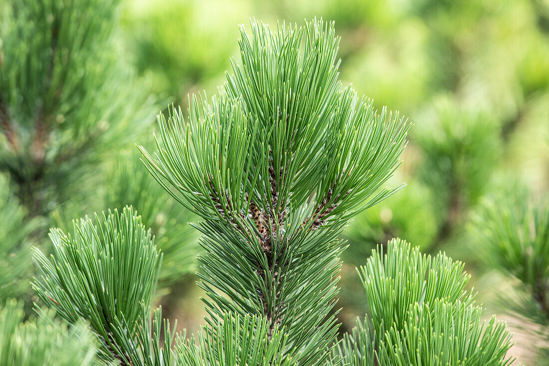 Pinus heldreichii