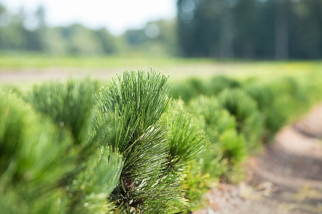 Pinus heldreichii